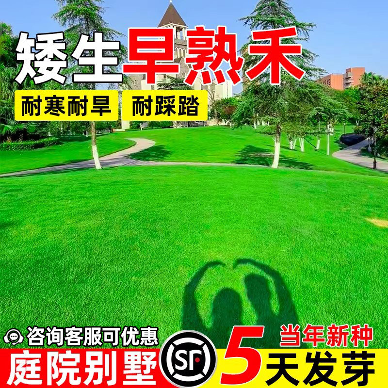 早熟禾草坪种籽四季常青庭院别墅