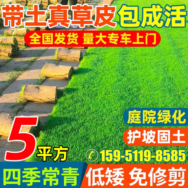 草皮带土草坪草皮马尼拉庭院别墅