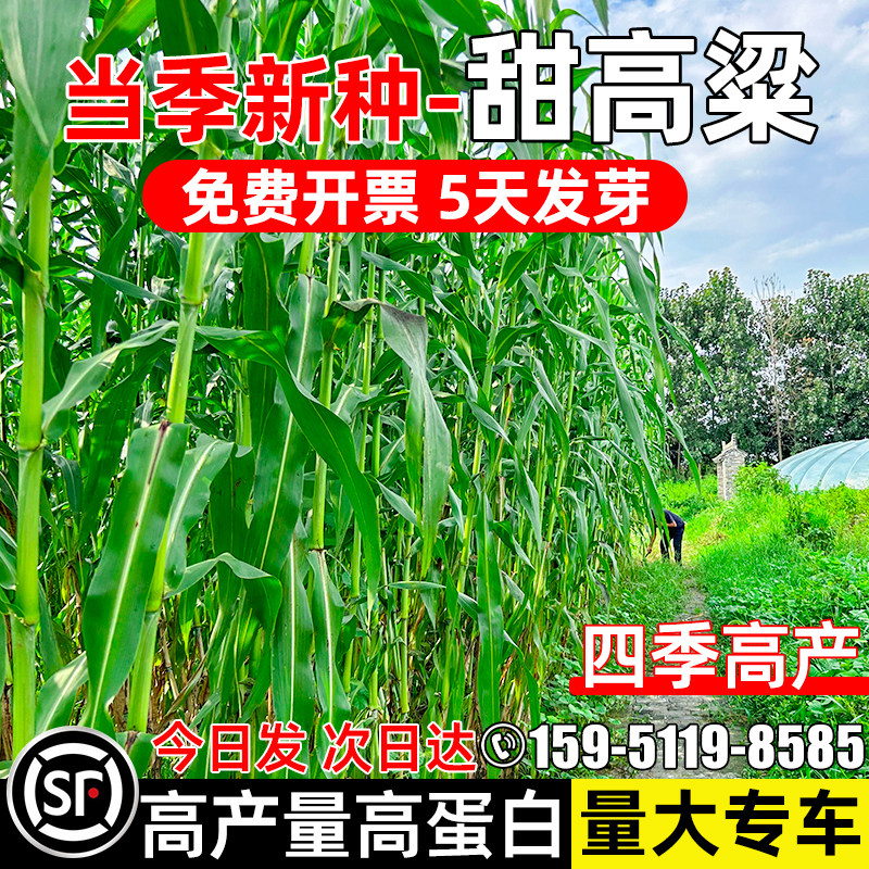 甜高粱大力士养殖饲用高产牧草籽