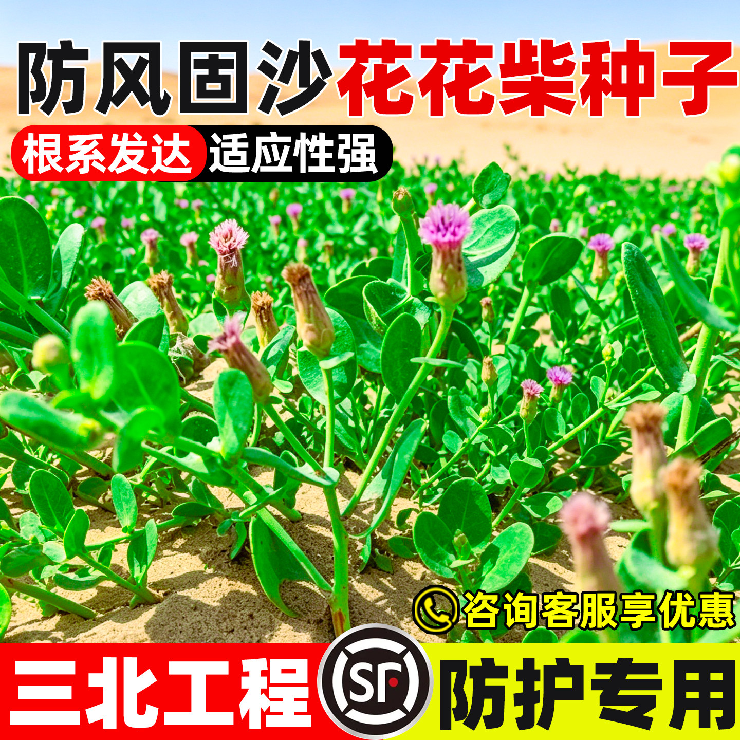 花花柴种子荒漠绿化固沙生态修复