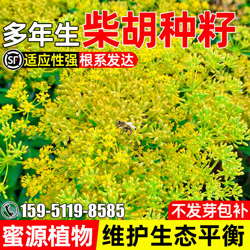 柴胡种子药食两用蜜源固氮药材