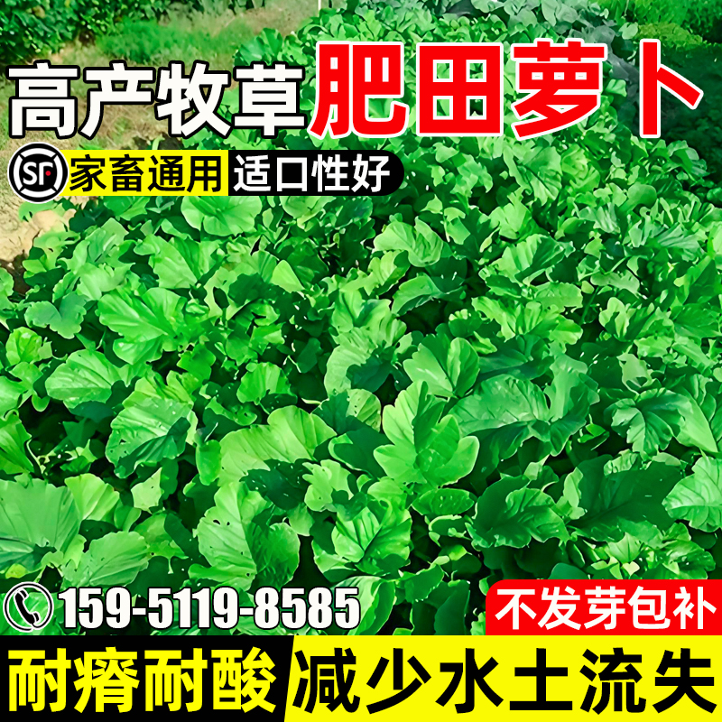 肥田萝卜种子耐贫瘠绿肥抑制杂草