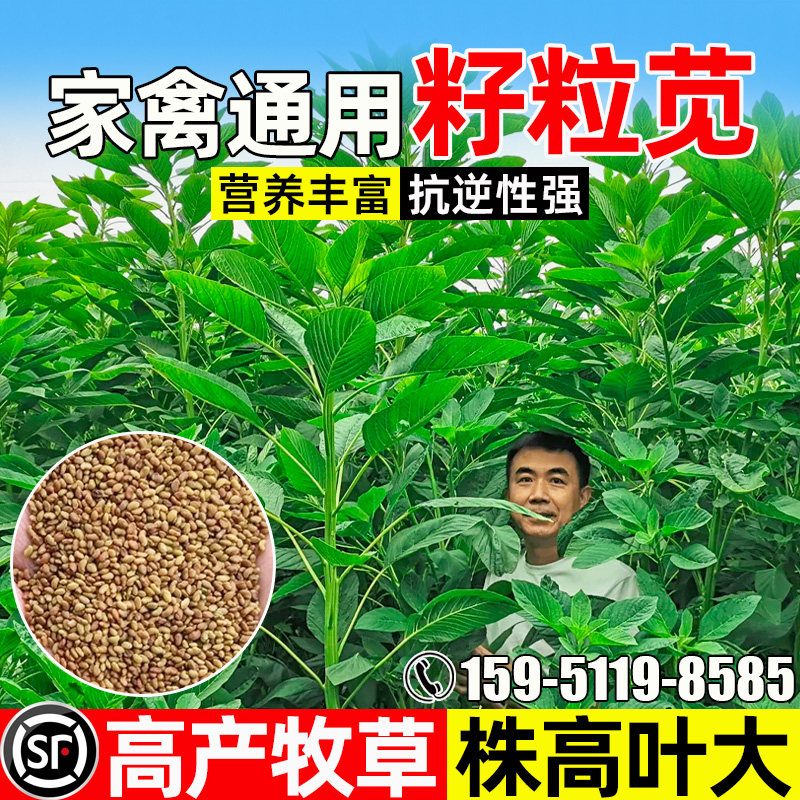 籽粒苋家畜可食四季高产株高叶大