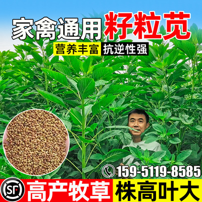 籽粒苋家畜可食四季高产株高叶大