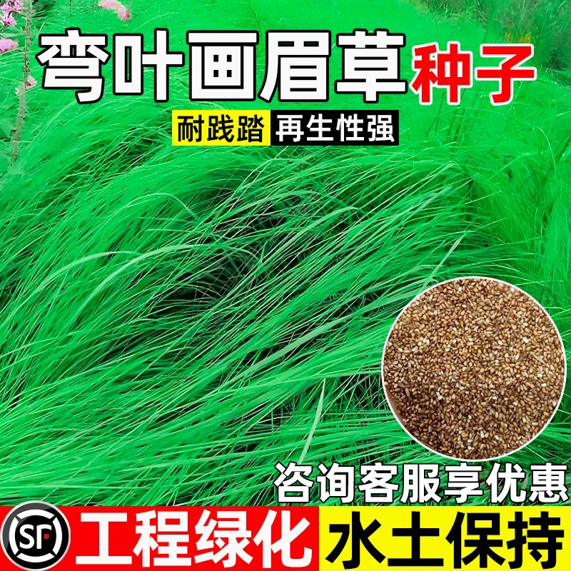 弯叶画眉天堂草四季常青工程绿化
