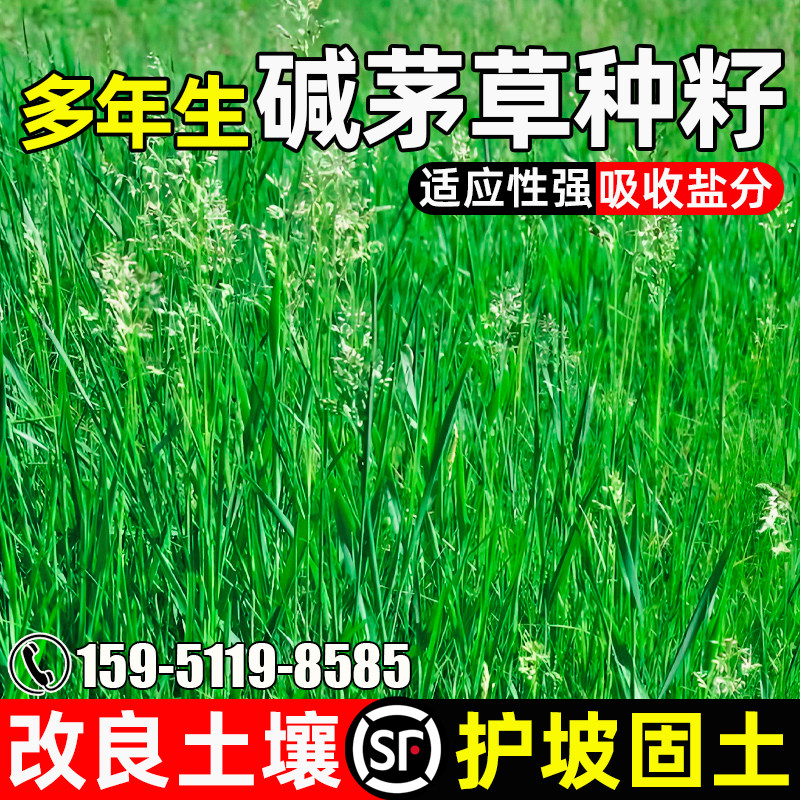 碱茅草种子荒地绿化护坡固土草籽