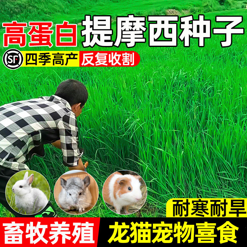 提摩西四季高产畜牧养殖龙猫兔子