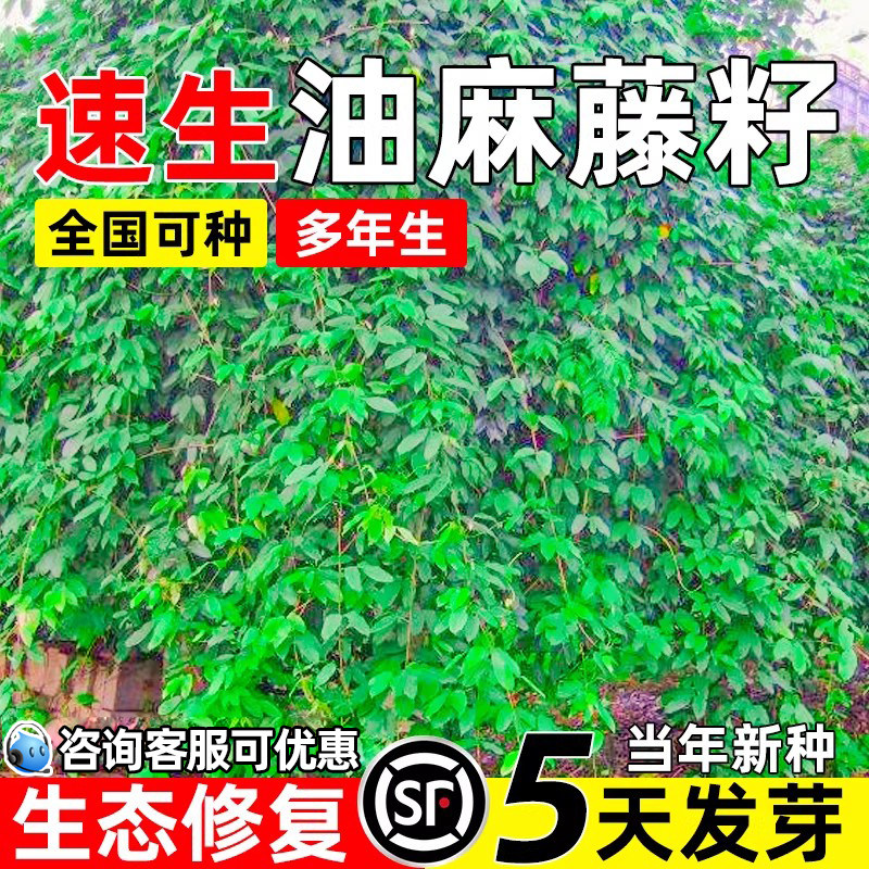 油麻藤种子护坡固土速生草籽生态修复矿山工程绿化耐贫瘠爬藤种籽