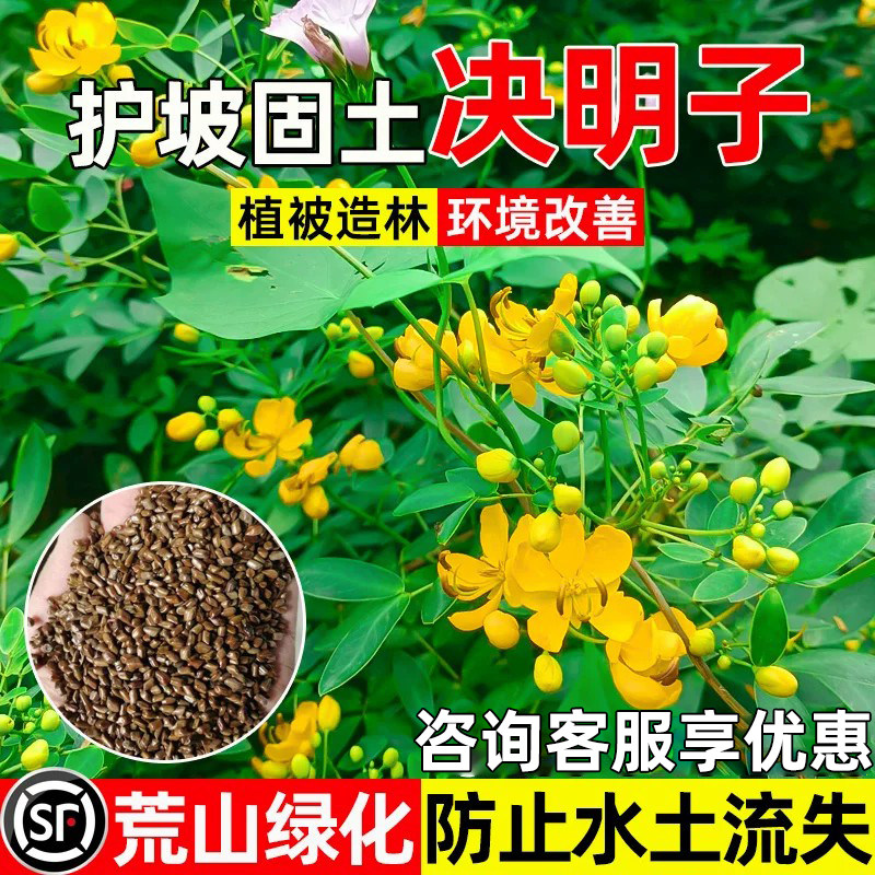 决明子护坡固土荒山绿化环境改善