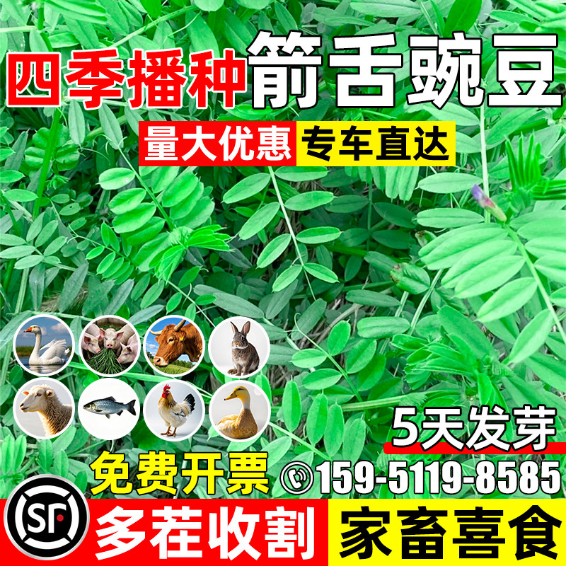 箭舌豌豆四季高产多茬收割高蛋白