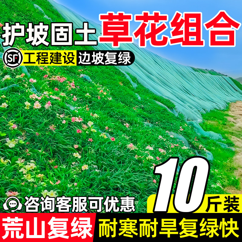 护坡草花种子工程绿化花草种子