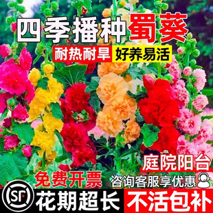 重瓣蜀葵花种子四季播种花籽庭院别墅阳台室外盆栽耐热耐旱花种籽