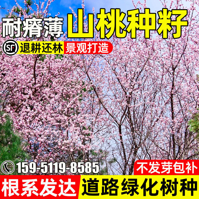 山桃种子公园景观打造道路绿化