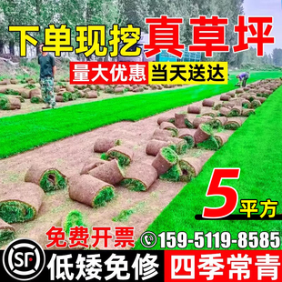 真草皮草坪带泥土地毯草果岭草别墅庭院花园百慕大绿化马尼拉草坪