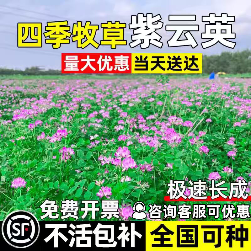 紫云英种子四季高产多年生红花草反复收割畜牧养殖高蛋白牧草种籽