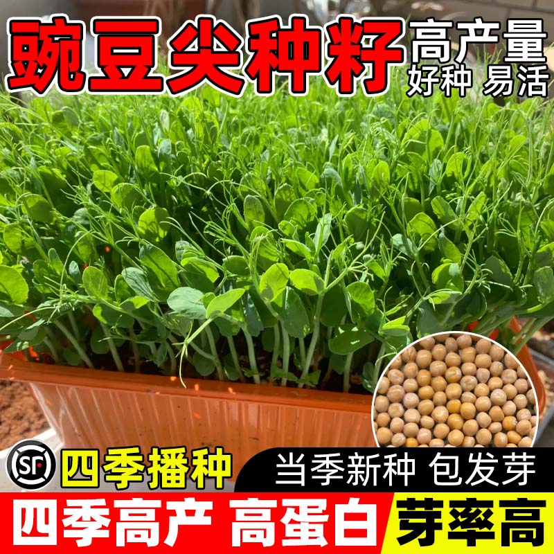 豌豆种子豌豆尖四季播种蔬菜种孑