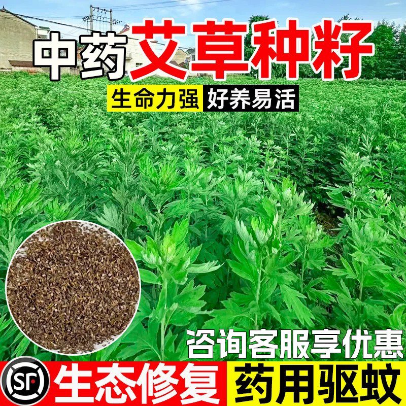艾草种子可食用药用驱蚊驱蚊留香