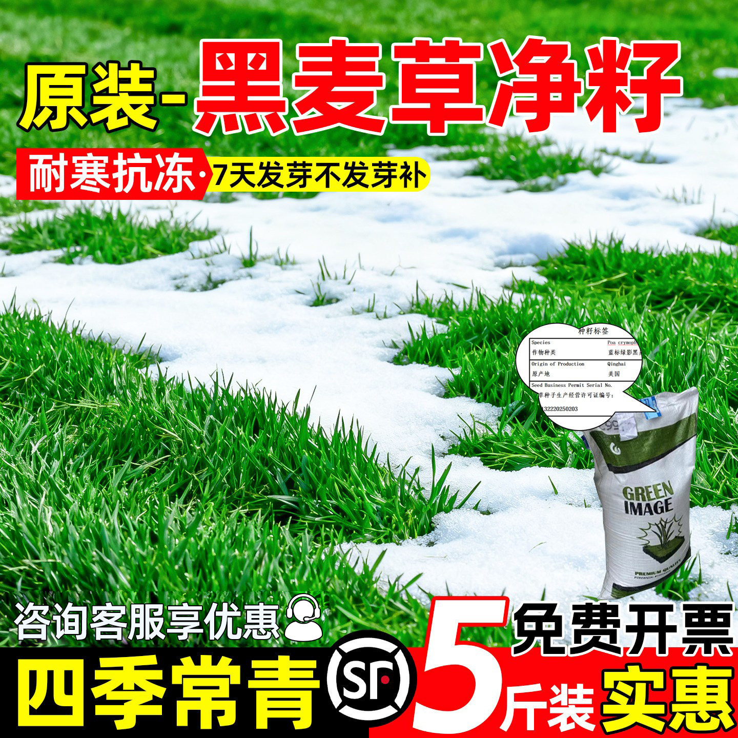 四季常青黑麦草民宿露营景区绿化