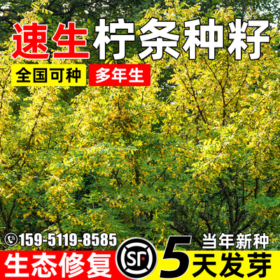 拧条种子生态修复蜜源植物耐贫瘠