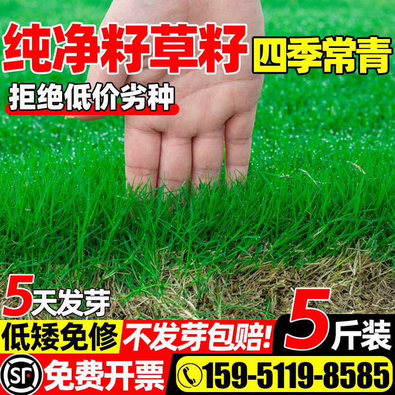 草坪四季常青庭院绿化耐旱狗牙根