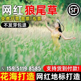 狼尾草种子多年生花境观赏草籽公园景观花海打造网红打卡绿化种籽