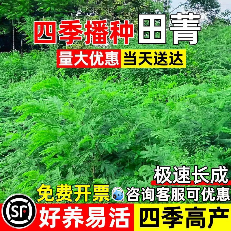 田菁种子果园绿肥四季牧草多年生