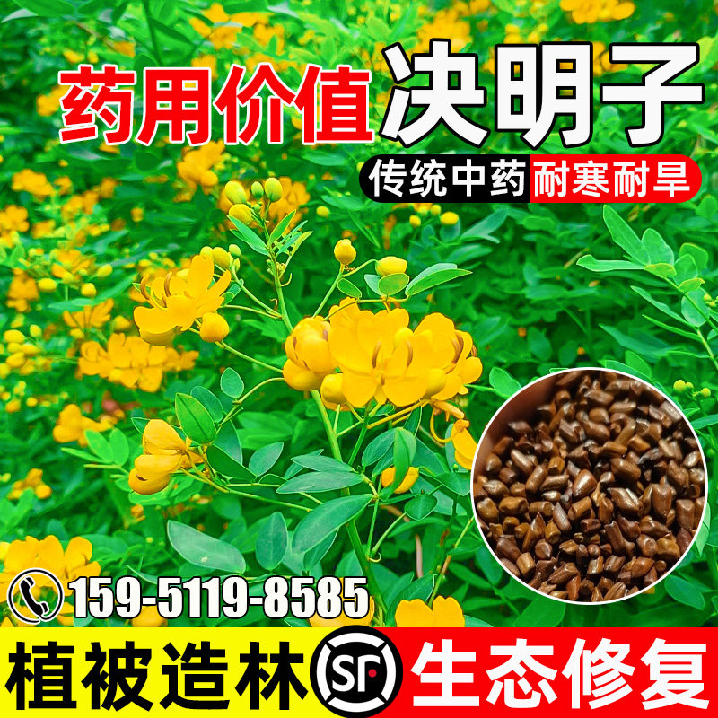 决明子种子护坡固土植被造林绿化