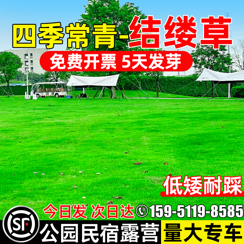 公园民宿草坪种子中华结缕草