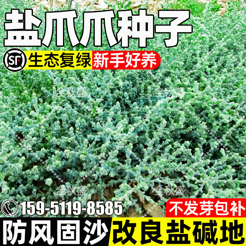 盐爪爪防风固沙生态修复沙漠绿化