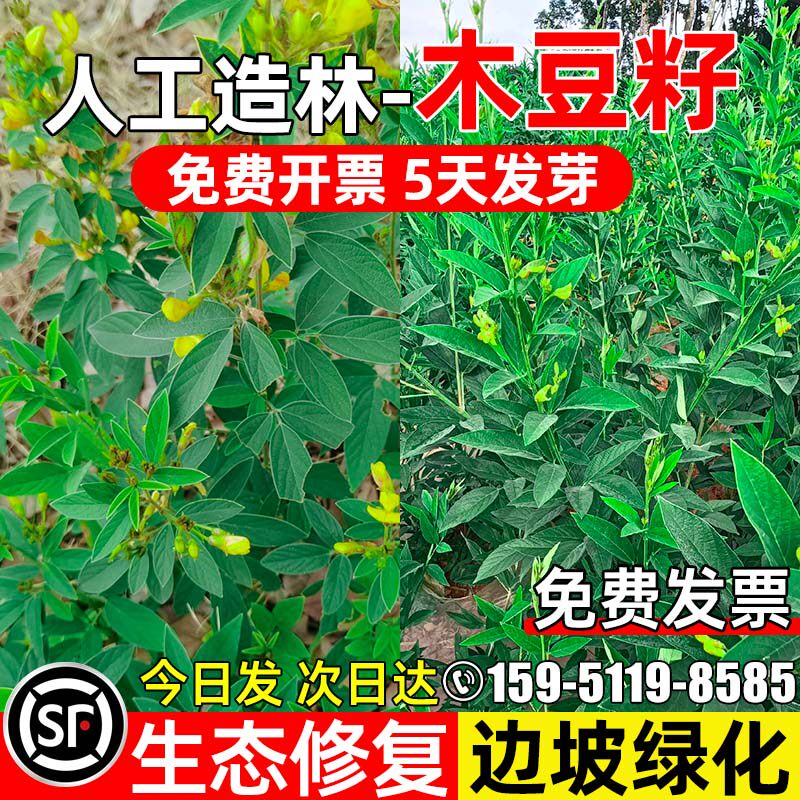 木豆种子多年生护坡固土草籽边坡绿化生态修复人工造林灌木草种籽