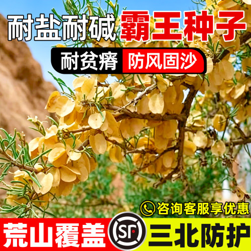 霸王种子耐盐碱荒漠复绿防风固沙
