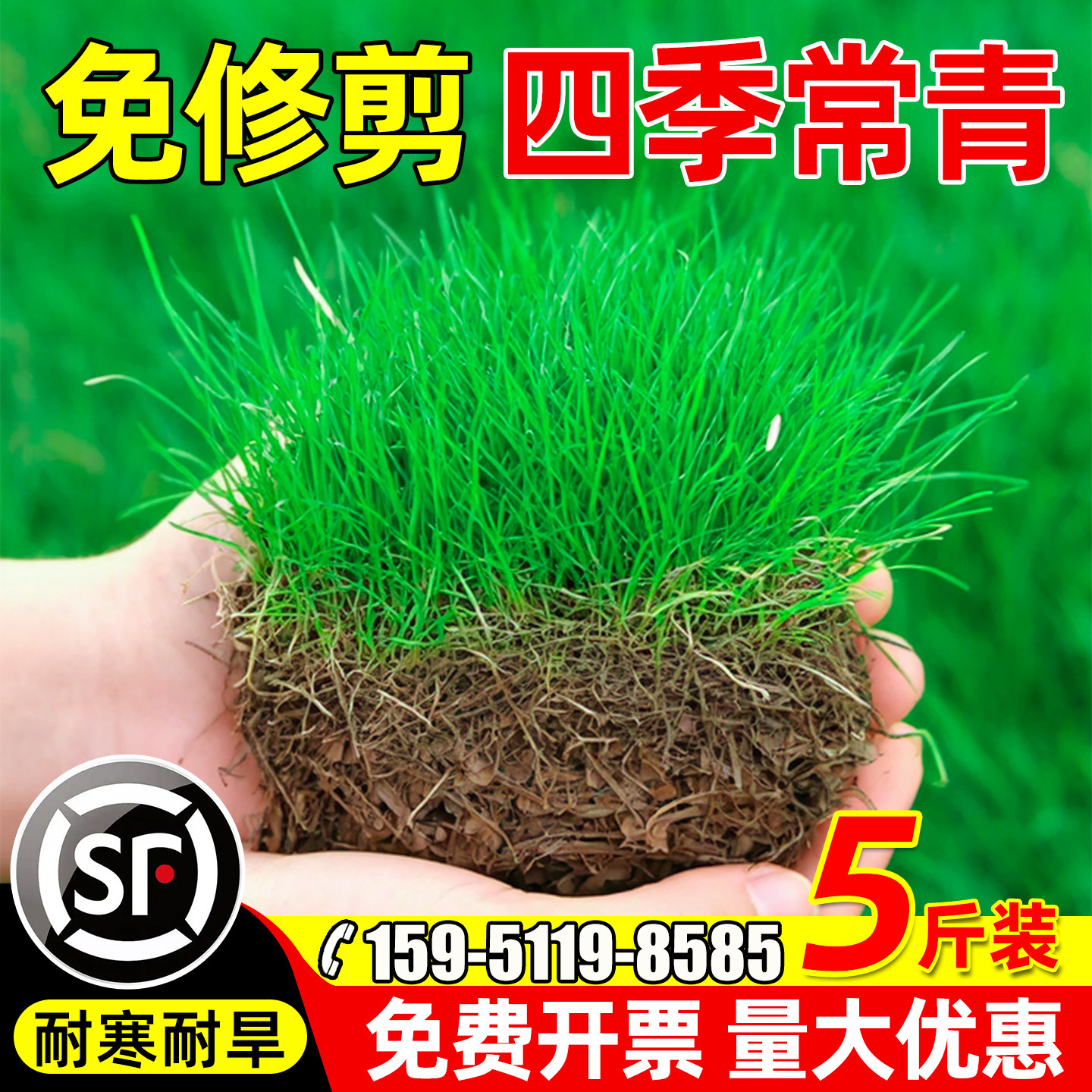 草坪草籽四季常青护坡狗牙根马尼拉庭院矮生地毯草绿化黑麦草种子