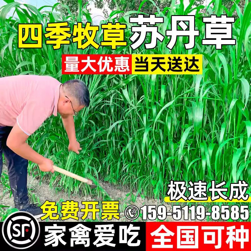 鱼草种子苏丹草畜牧草籽四季高产