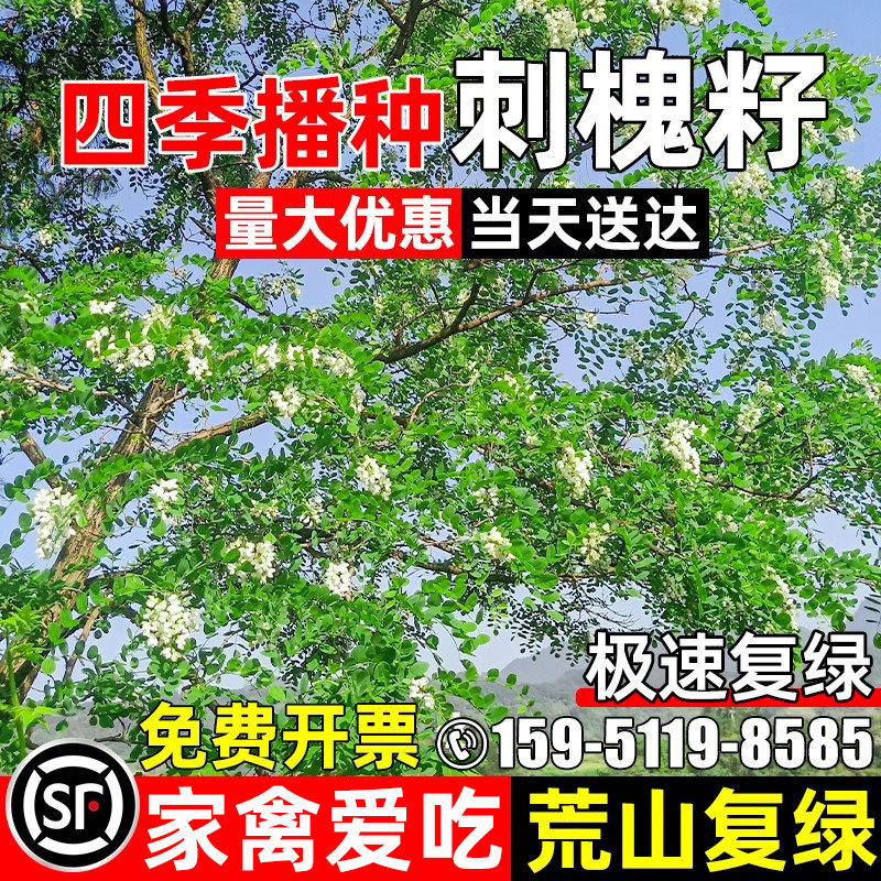 刺槐种子四季播种荒地复绿多年生