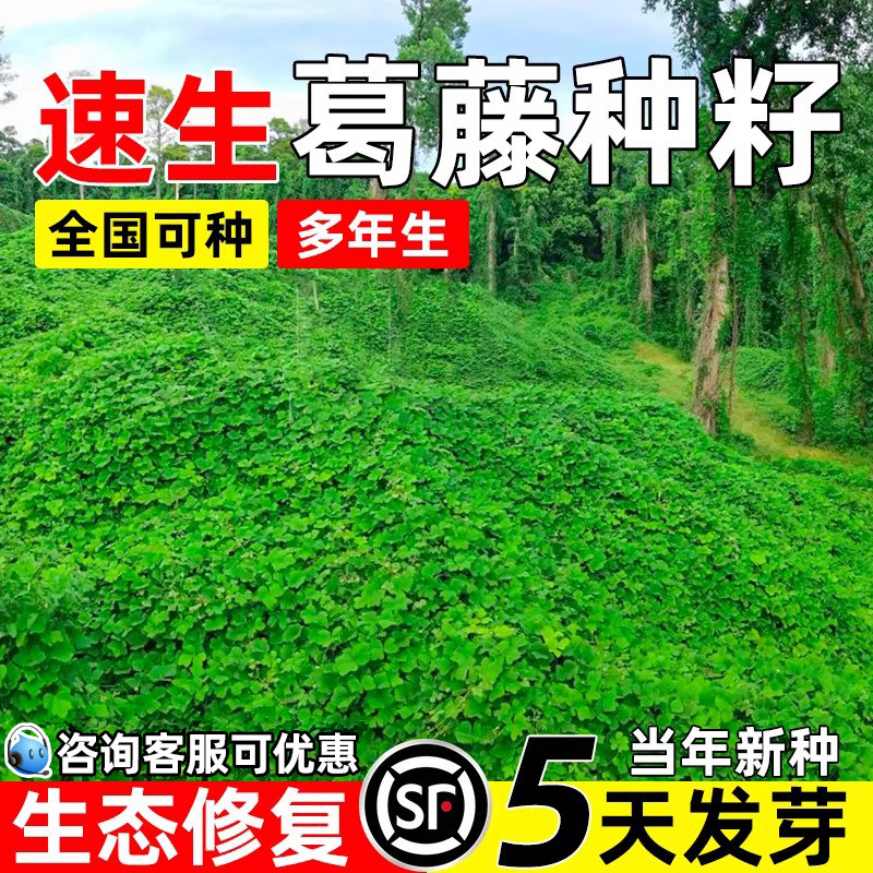葛藤种子边坡绿化爬藤护坡多年生