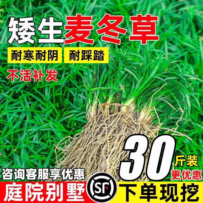 麦冬草细叶麦冬草苗道路沿阶草苗