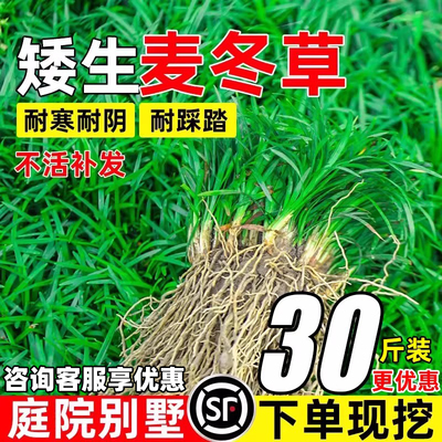 麦冬草细叶麦冬草苗道路沿阶草苗