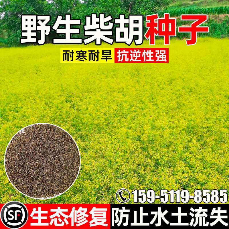 柴胡种子耐旱耐寒耐贫瘠中药材种籽生态修复水土保持绿化观赏草籽