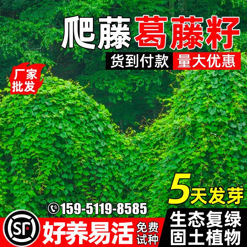 葛藤种子护坡固土草籽矿山复绿生态修复工程绿化耐盐耐碱爬藤种籽