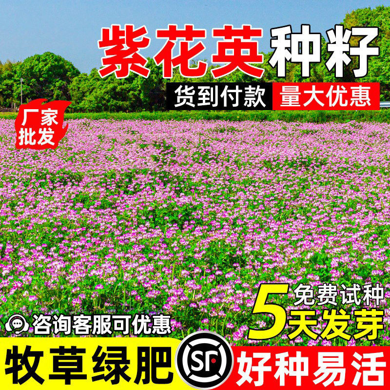 紫云英种籽四季牧草绿肥牧草高产