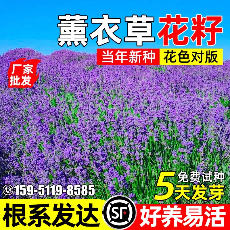 薰衣草花籽四季播种公园景区室外