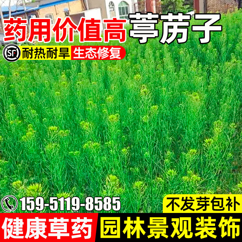 葶苈子种子食用药用荒山田野绿化