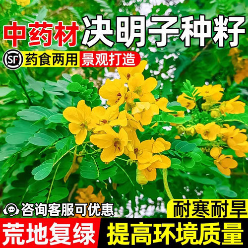 决明子药食两用景观打造荒地复绿