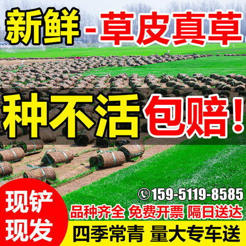 带土草坪真草皮台湾草四季常青