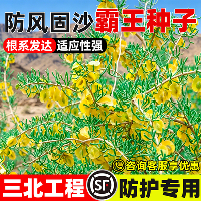 霸王种子荒漠生态复绿工程绿化