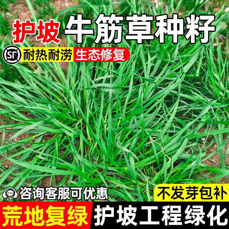 牛筋草耐旱耐涝荒地复绿护坡工程
