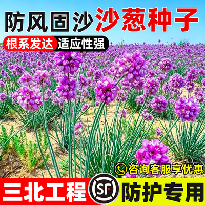 沙葱种子生态修复工程绿化蒙古韭