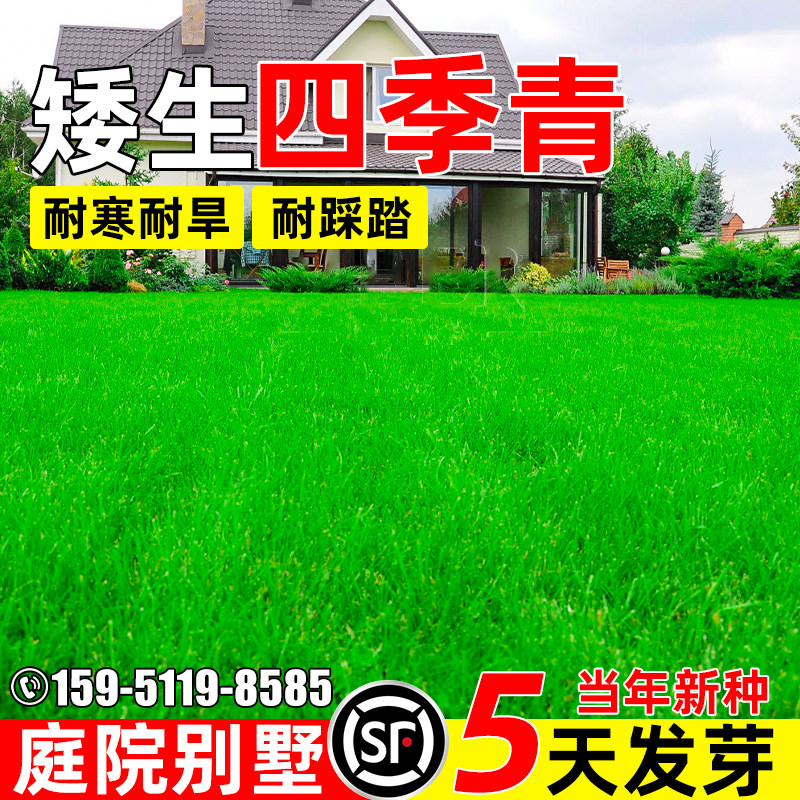 四季青草籽四季常青矮生种籽耐踩踏庭院别墅绿化耐寒耐旱草坪种子