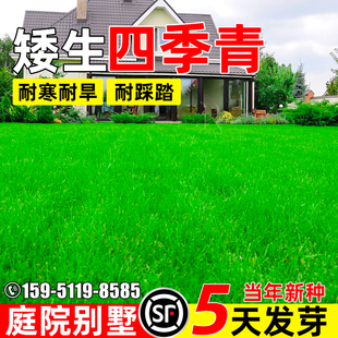 四季青草籽四季常青矮生种籽耐踩踏庭院别墅绿化耐寒耐旱草坪种子
