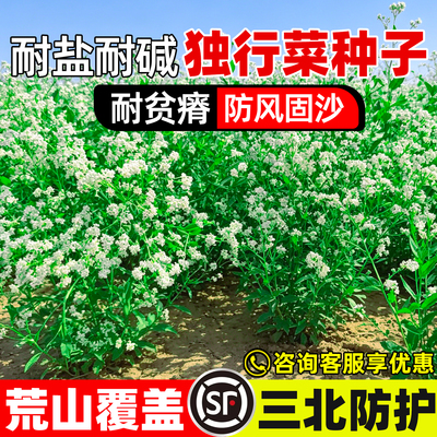 独行菜种子生态修复绿化防风固沙